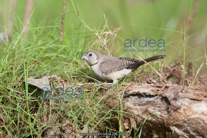 : Double-barred Finch : Double-barred Finch