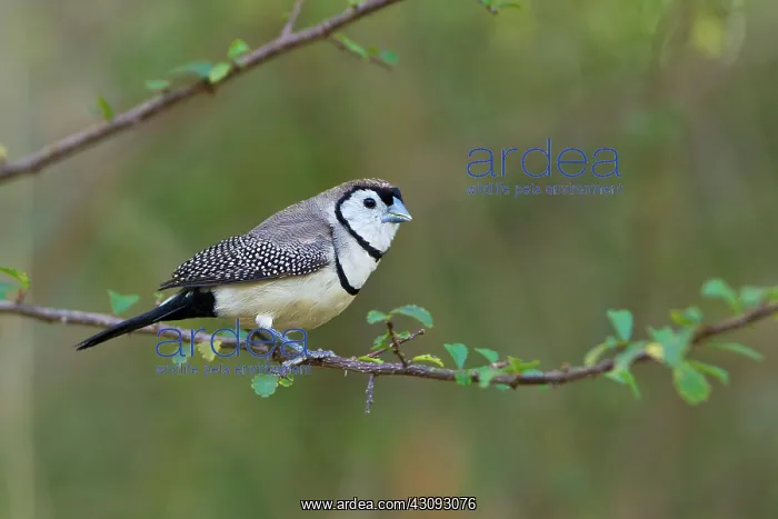 : Double-barred Finch : Double-barred Finch