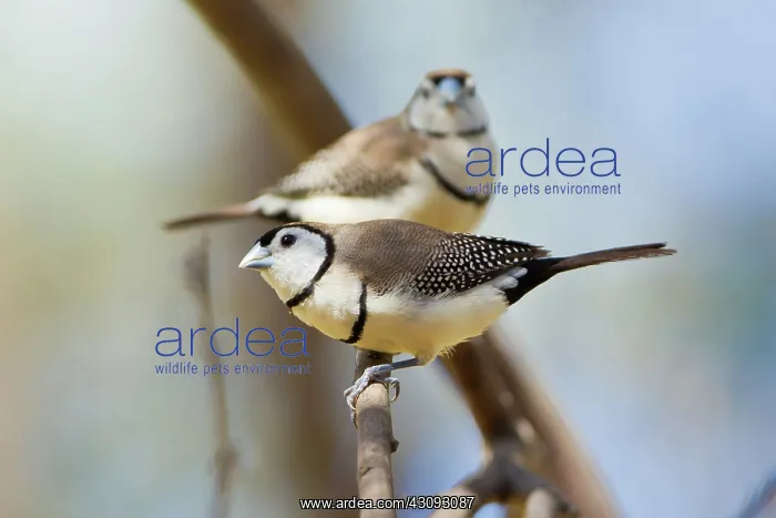 : Double-barred Finch : Double-barred Finch