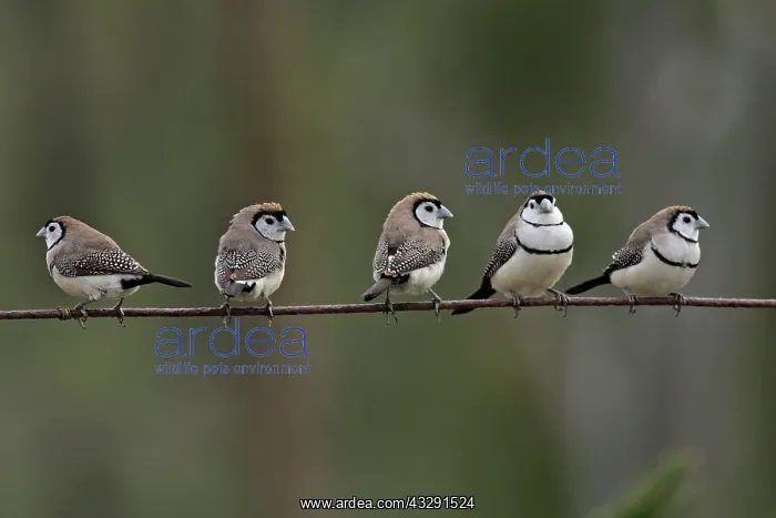 : Double-barred Finch : Double-barred Finch