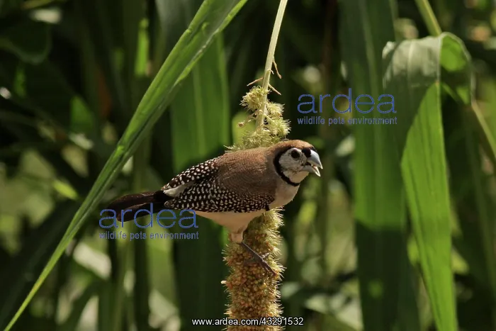  : Double-barred Finch