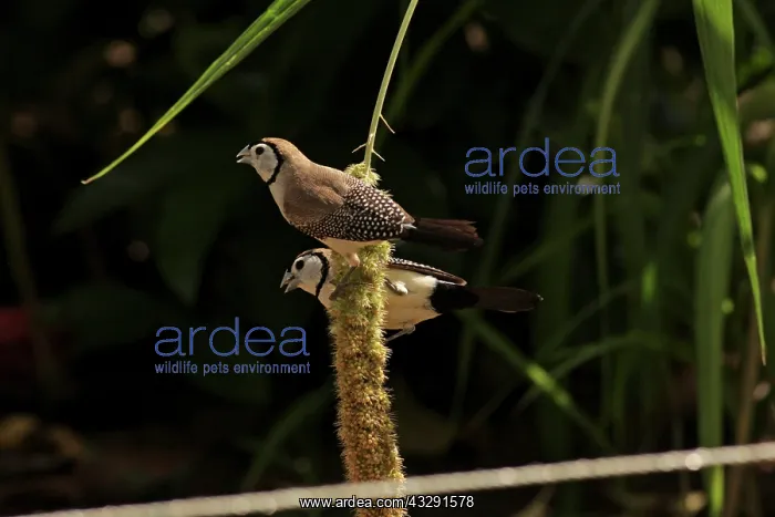 : Double-barred Finch : Double-barred Finch