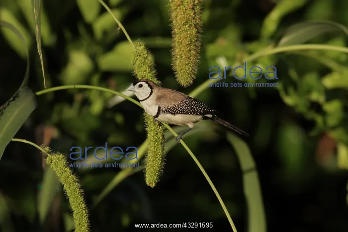  : Double-barred Finch
