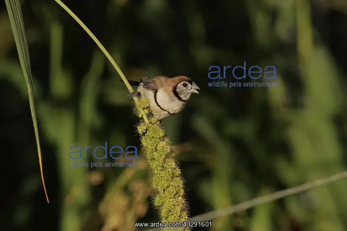  : Double-barred Finch