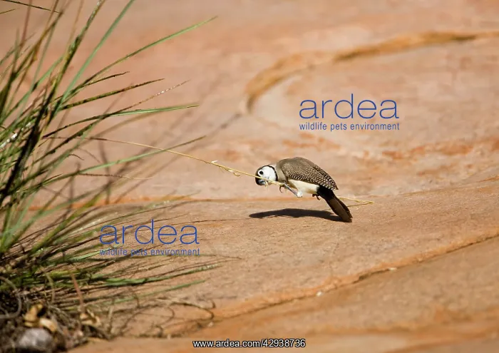 : Double-barred Finch - eating spinifex : Double-barred Finch - eating spinifex