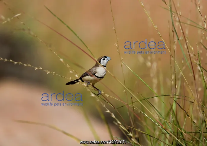 : Double-barred Finch - eating Spinifex, Triodia sp. seeds : Double-barred Finch - eating Spinifex, Triodia sp. seeds