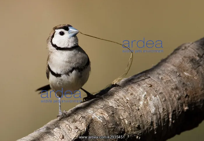 : Double-barred Finch with nesting material : Double-barred Finch with nesting material