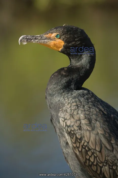 : Double-breasted / Double-crested Cormorant : Double-breasted / Double-crested Cormorant