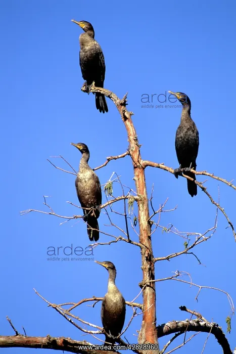 : Double-crested Cormorant : Double-crested Cormorant
