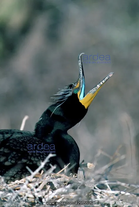 : Double-crested Cormorant : Double-crested Cormorant