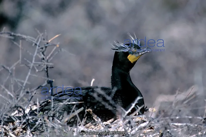 : Double-crested Cormorant : Double-crested Cormorant