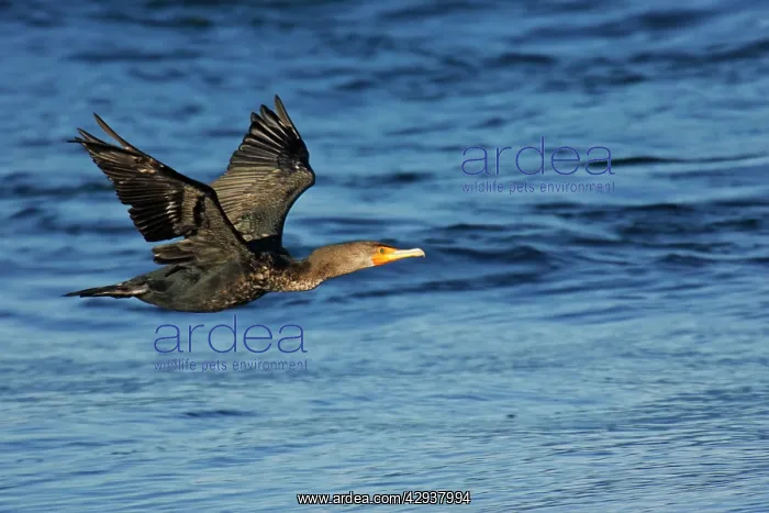 : Double-crested Cormorant : Double-crested Cormorant