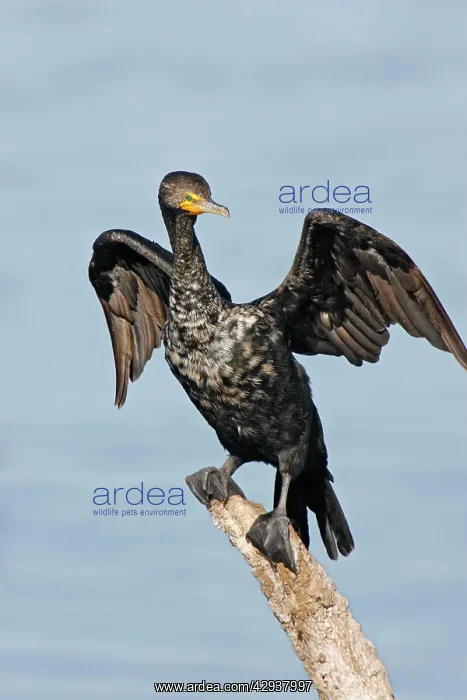  : Double-crested Cormorant