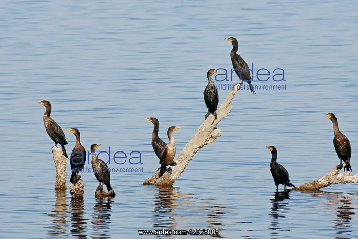  : Double-crested Cormorant