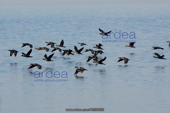  : Double-crested Cormorant
