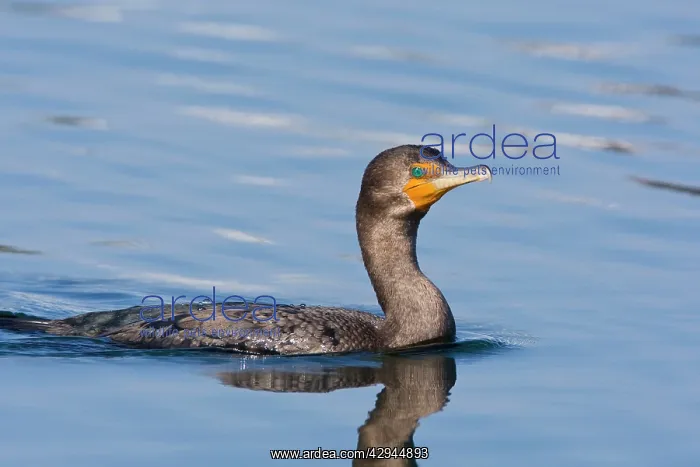 : Double-crested Cormorant : Double-crested Cormorant