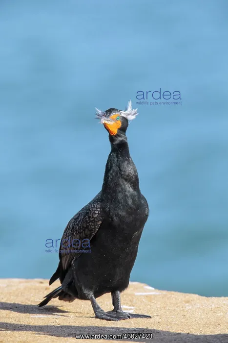 : Double-crested Cormorant : Double-crested Cormorant