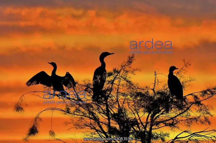 : Double-crested Cormorant : Double-crested Cormorant