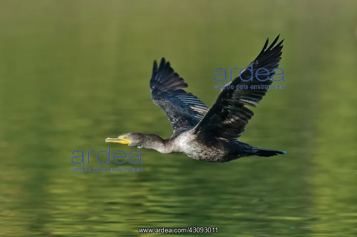 : Double Crested Cormorant : Double Crested Cormorant