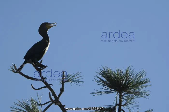 : Double-Crested Cormorant : Double-Crested Cormorant