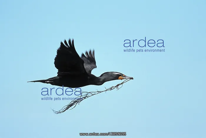 : Double-Crested Cormorant : Double-Crested Cormorant