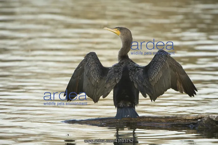  : Double-Crested Cormorant