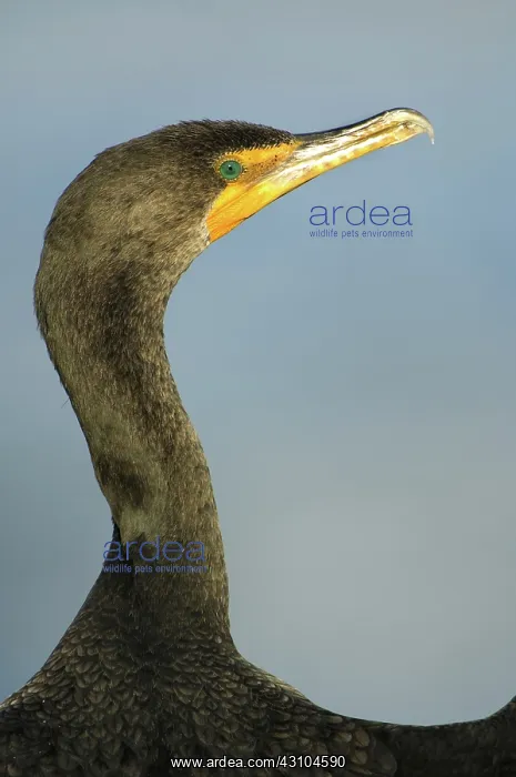 : Double-Crested Cormorant : Double-Crested Cormorant