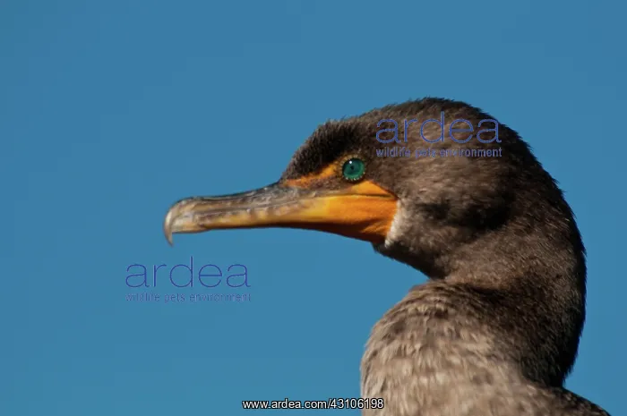 : Double-crested Cormorant : Double-crested Cormorant