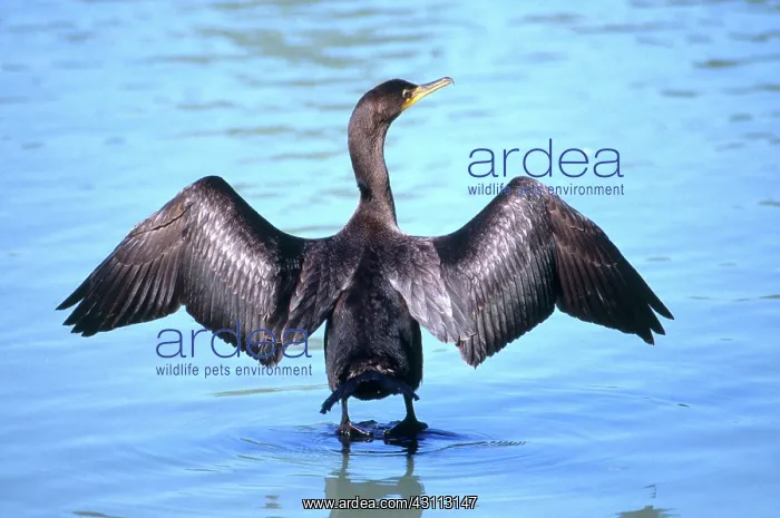 : Double-crested Cormorant : Double-crested Cormorant