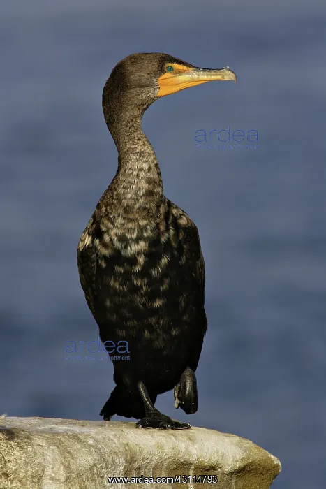 : Double-Crested Cormorant : Double-Crested Cormorant