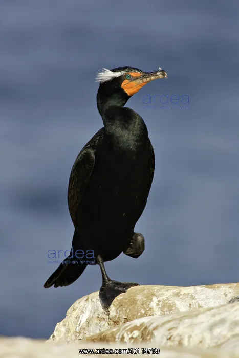 : Double-Crested Cormorant : Double-Crested Cormorant