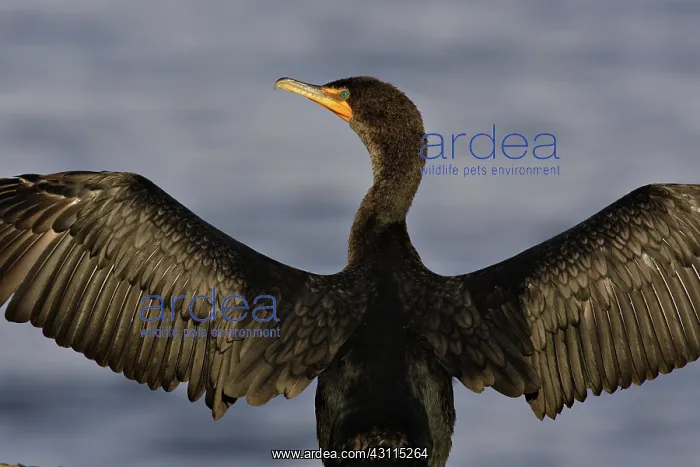 : Double-Crested Cormorant : Double-Crested Cormorant