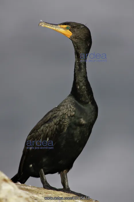 : Double-Crested Cormorant : Double-Crested Cormorant