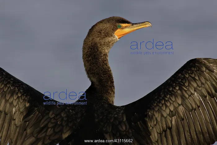 : Double-Crested Cormorant : Double-Crested Cormorant