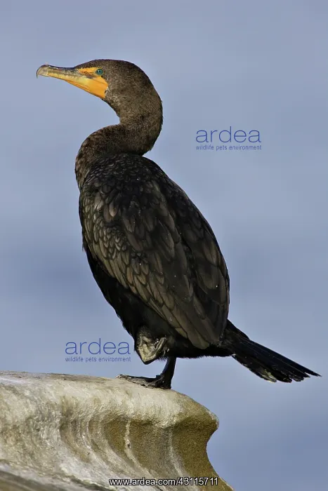 : Double-Crested Cormorant : Double-Crested Cormorant