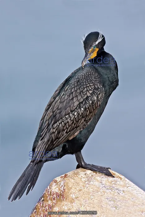 : Double Crested Cormorant : Double Crested Cormorant