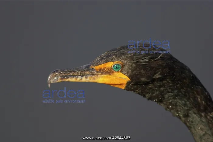 : Double Crested Cormorant - close up : Double Crested Cormorant - close up