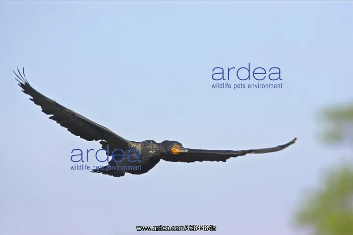 : Double-crested Cormorant - In flight : Double-crested Cormorant - In flight