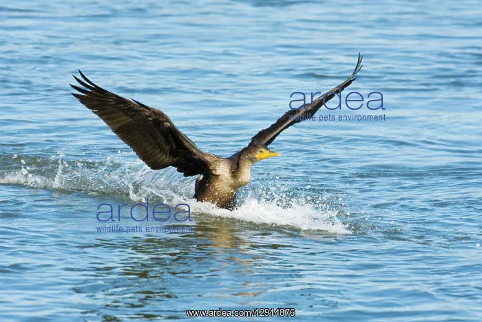 : Double-crested Cormorant - in flight : Double-crested Cormorant - in flight