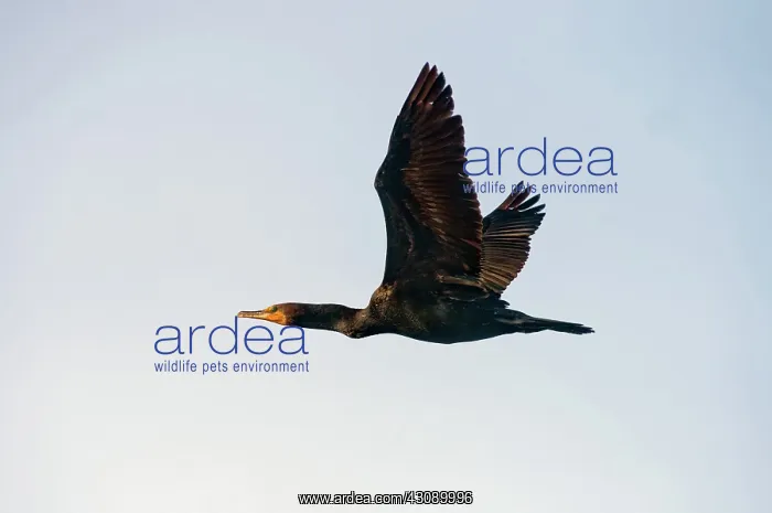 : Double-crested Cormorant in flight : Double-crested Cormorant in flight