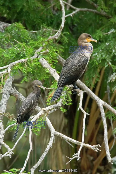 : Double-crested Cormorant and Neotropic Cormorant : Double-crested Cormorant and Neotropic Cormorant