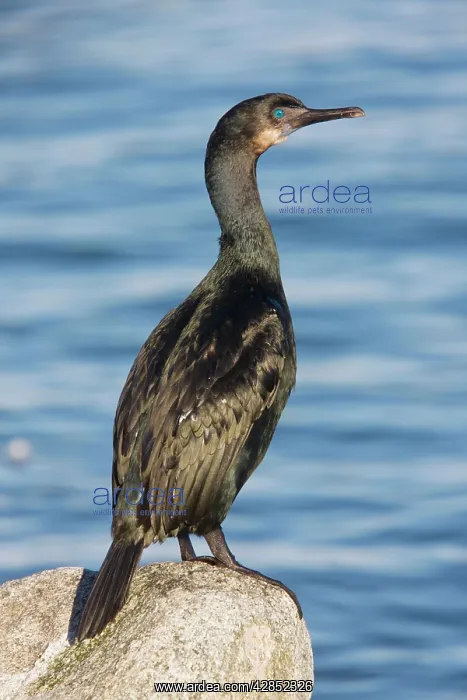 : Double-crested Cormorant - perched by the sea : Double-crested Cormorant - perched by the sea