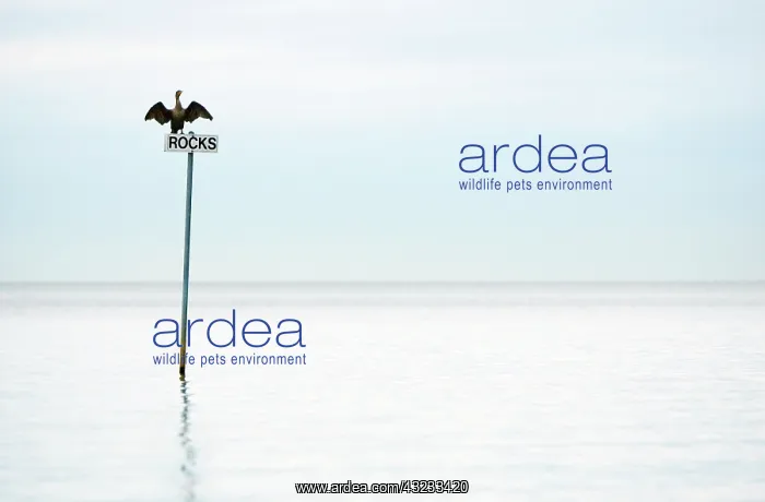 : Double-crested cormorant, Phalacrocorax : Double-crested cormorant, Phalacrocorax