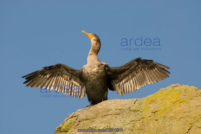 : Double-crested cormorant, Phalacrocorax : Double-crested cormorant, Phalacrocorax
