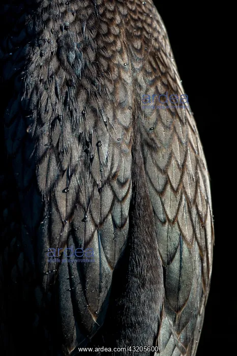 : Double crested cormorant (Phalacrocorax auritus) : Double crested cormorant (Phalacrocorax auritus)