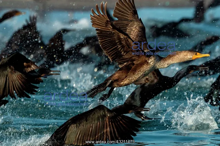 : Double crested cormorant (Phalacrocorax auritus) : Double crested cormorant (Phalacrocorax auritus)