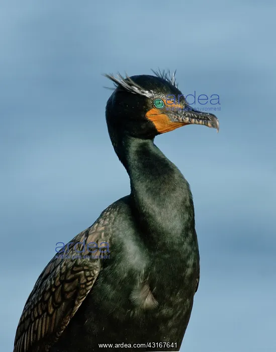 : Double-crested Cormorant portrait : Double-crested Cormorant portrait