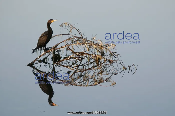 : Double Crested Cormorant - and reflection - Ding Darling : Double Crested Cormorant - and reflection - Ding Darling
