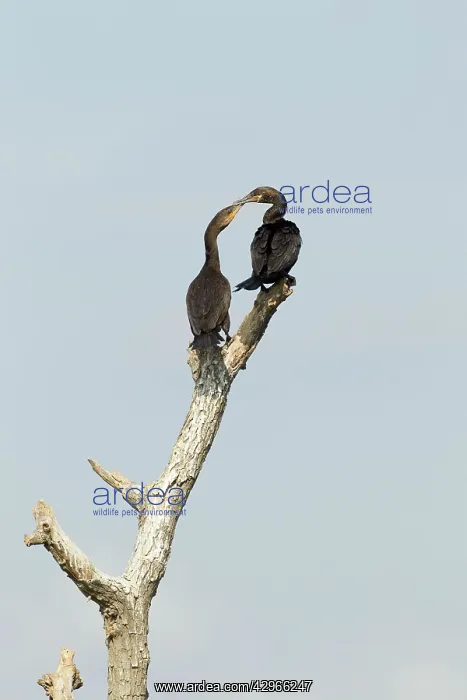 : Double-crested Cormorant - squabbling over perch : Double-crested Cormorant - squabbling over perch