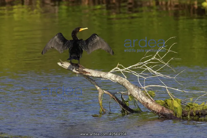 : Double Crested Cormorant - on tree in water, with : Double Crested Cormorant - on tree in water, with